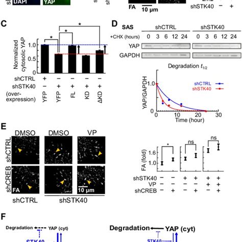 Stk40 And Mapk Signaling Regulated Yap Mediated Fa Remodeling In