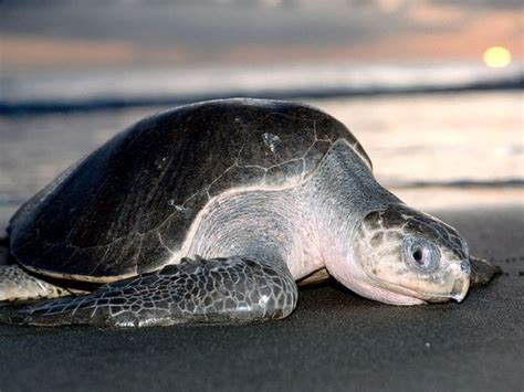 Olive Ridley Sea Turtle