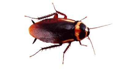 Cockroach Identification | Sydney | Bug Stop Industrial Extermination