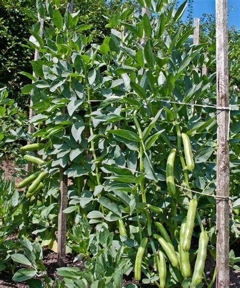 How To Grow Broad Beans Add These Low Maintenance Crops To Your Veg