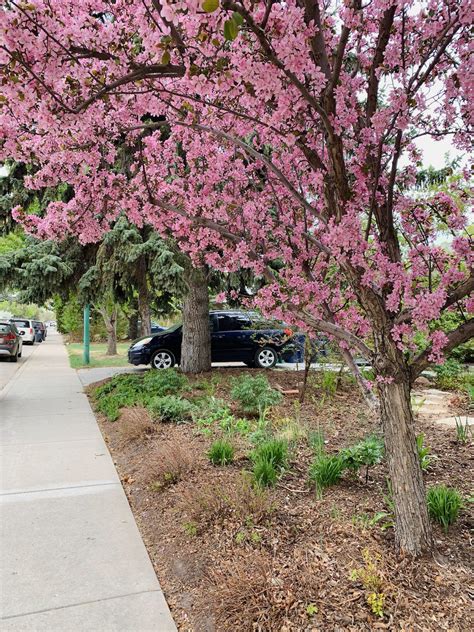 32 Flowers, Ground Cover, and Shrubs That Grow Under Trees | Shifting Roots
