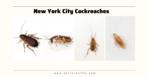 New York City Cockroaches: Common Types to Look Out For