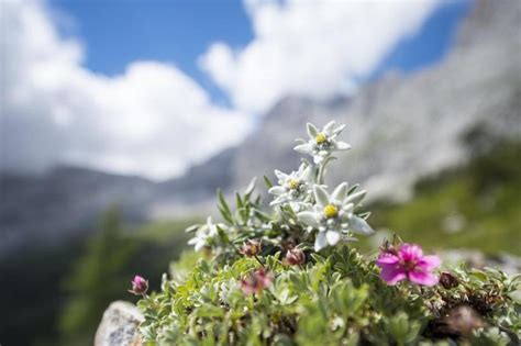 Edelweiss Flower Meaning | Best Flower Site