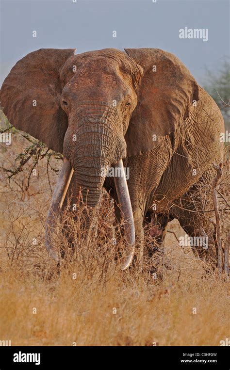 Male Bull African Elephant In Tsavo East National Park Kenya Stock