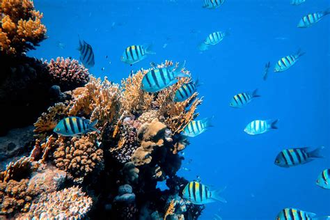 Crustáceos Marinos Características Alimentación Hábitat