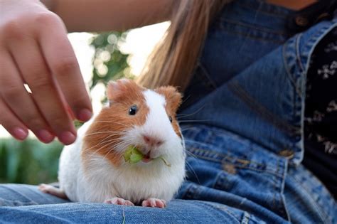 Animais De Estima O Para Apartamento Quais Os Melhores