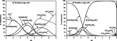 Speciation Of The Uranyl Ion With LPS Left Nearly Equimolar 0 1 MM