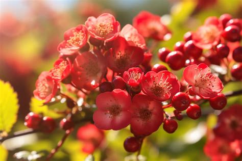 Red Hawthorn Flower Meaning, Symbolism & Spiritual Significance ...