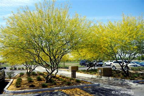 Learn About The Deserts Iconic Tree The Palo Verde