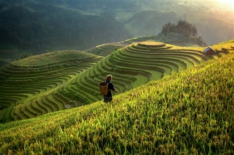 Campos De Arroz Em Terra Os De Mu Cang Chai Yenbai Vietnam Paisagens