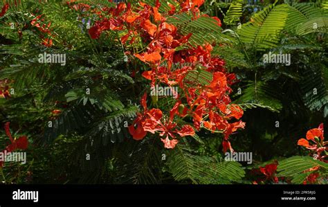 Beautiful Branch Of Red Flowers Flame Tree Delonix Regia In June