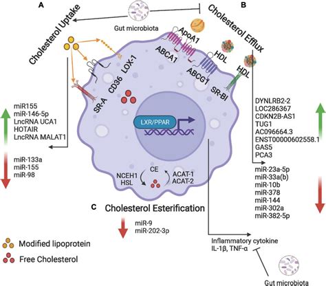 Cholesterol Uptake Efflux And Esterification In Foam Cells A