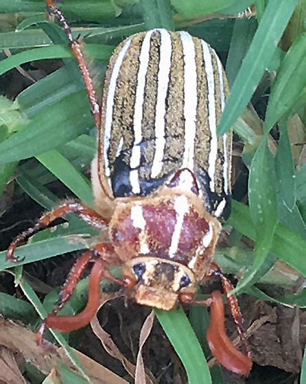 Ten Lined June Beetle Polyphylla Decemlineata Bugguidenet