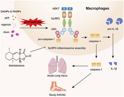 Discovery Of Alantolactone As A Naturally Occurring Nlrp3 Inhibitor To