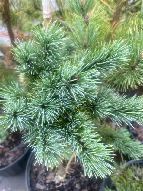 Pinus Parviflora Negeshi Japanese White Pine Maple Ridge Nursery