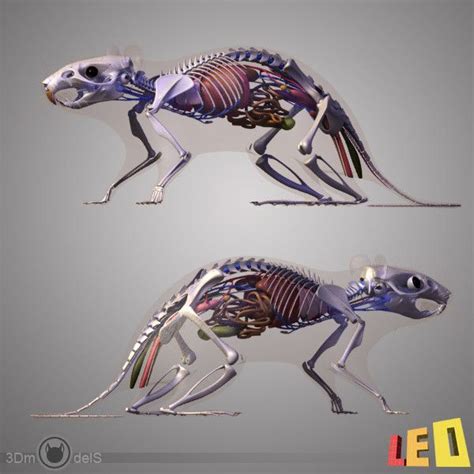 Rat Skeleton Drawing - Drawing.rjuuc.edu.np