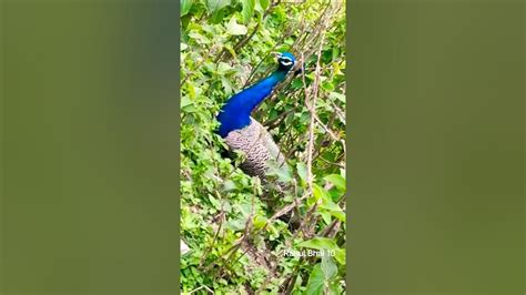 National Bird Of India Mayur Dancing🦚 Peacock Dance In Rain Showing