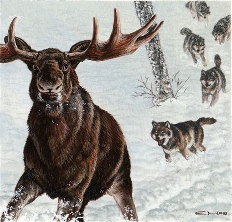 The Hunt - Moose and wolves - Esther van Hulsen