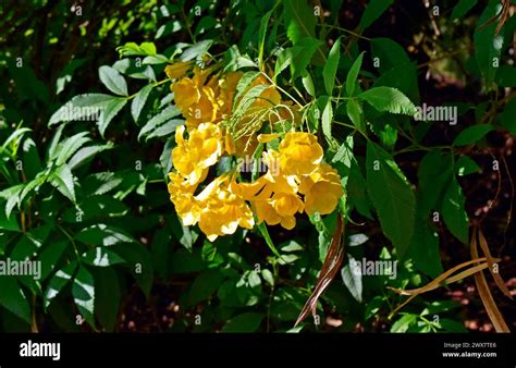 Yellow Trumpet Flowers Tecoma Stans Ribeirao Preto Sao Paulo