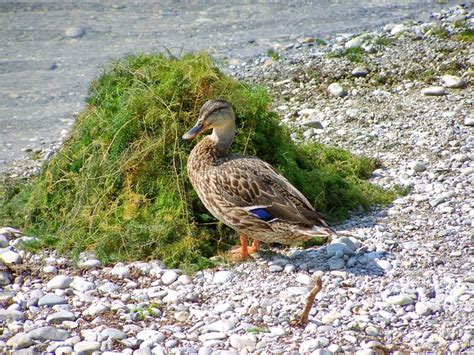 mallard bird  photo  pixabay pixabay