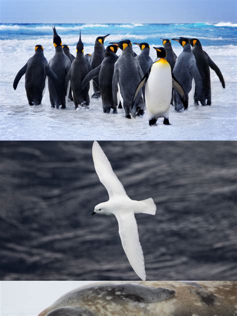 5 Animals Adapted to Extreme Cold Weather In Antarctica: Emperor