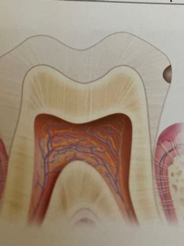 Chapter 33 Interpretation Of Dental Caries Flashcards Quizlet