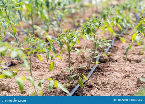 Establecimiento De Los Tomates En Invernadero Foto De Archivo Imagen