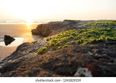 Konkan Beach Sunset India Stock Photo 1241829259 | Shutterstock