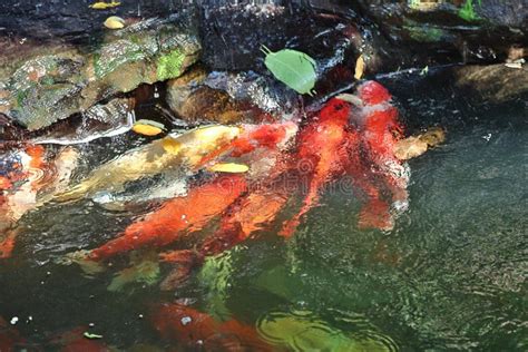 Orange Koi Fish are Swimming in the Pond. Stock Photo - Image of fish, orange: 141914588