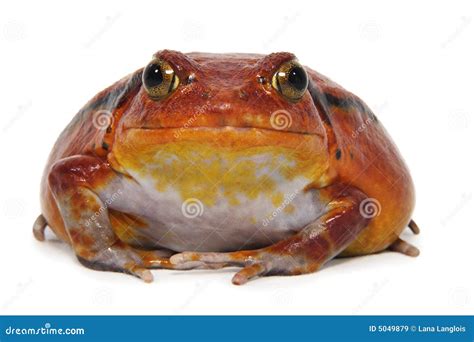 Tomato Frog Dyscophus Antongilii Stock Image Image Of Animal