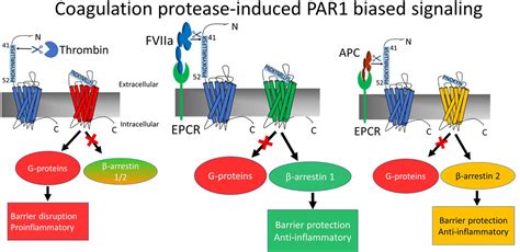 Fviia Factor Viia Induces Biased Cytoprotective Signaling In Mice