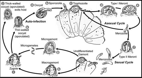 Life Cycle Of Cryptosporidium Current And Garcia 1991 Download Scientific Diagram