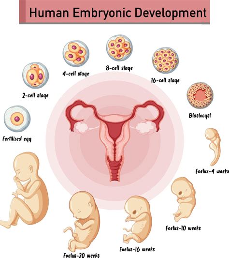 Desenvolvimento Embrionário Humano Em Infográfico Humano 6158109 Vetor