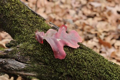 Red Oak Leaf On Moss Free Stock Photo Public Domain Pictures