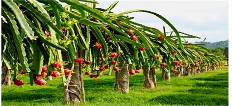 Harnessing the potential of dragon fruit farming for economic ...