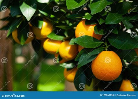 Branch Orange Tree Fruits Green Leaves In Valencia Spain Stock Photo