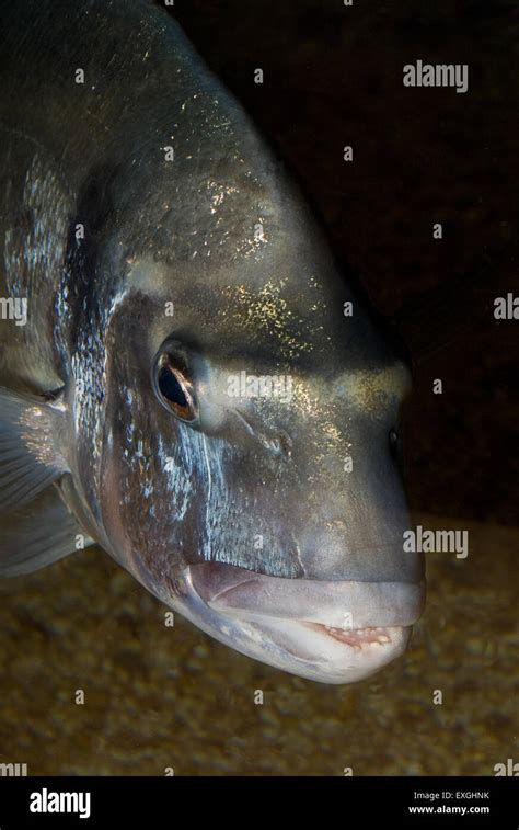 Gilthead Seabream Sparus Aurata Sparidae Mediterranean Sea Stock