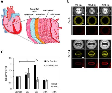 Exploring The Effects Of Epicardial Cells In Camiri A Download Scientific Diagram