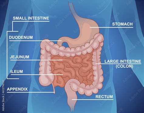 Ileocecal Valve Model