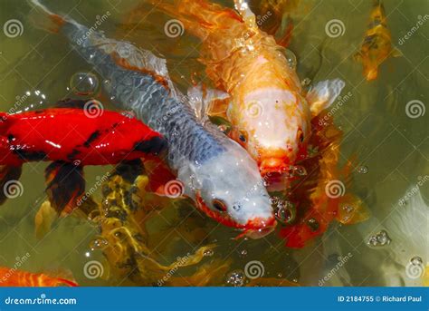 Peixes Japoneses De Koi Do Jardim De Chá Imagem de Stock Imagem de