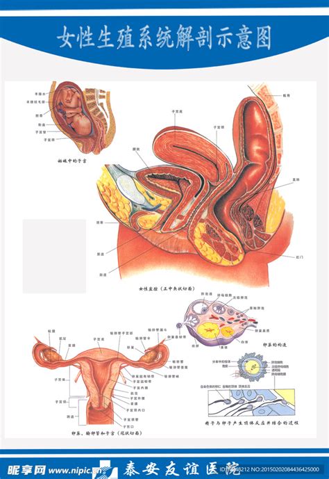 女性生殖系统解剖图设计图海报设计广告设计设计图库昵图网