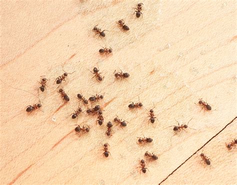 Ants In Southern California Should You Worry About A Potential