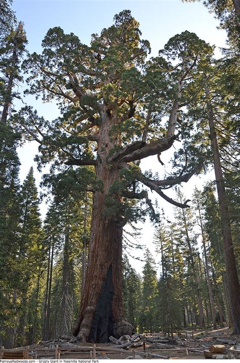 Yosemite National Park Famous Redwoods