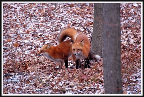 Red Fox Mating A Photo On Flickriver