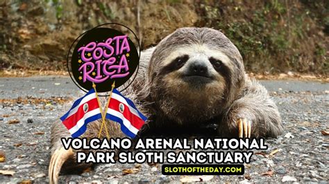 Volcano Arenal National Park Costa Rica Sloth Sanctuary Sloth Of The Day