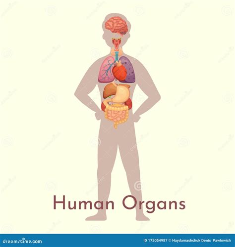 Vector Internal Organs Collection In Cartoon Style Anatomy Of Human