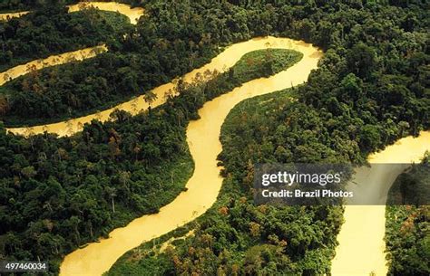 brazil rain forest   premium high res pictures getty images
