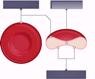 Diagram Of Red Blood Cells Quizlet