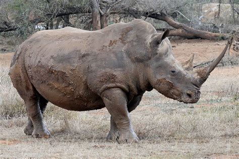 Cazador Furtivo De Rinocerontes Es Encontrado Muerto Tras Ser Pisoteado