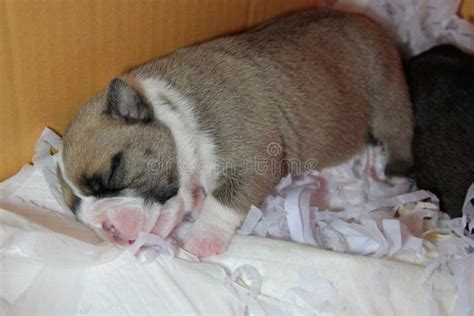 Newborn Puppy are Sleeping after Resting. Stock Photo - Image of black, breed: 115442176